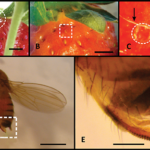 Drosophila Suzukii Matsumura