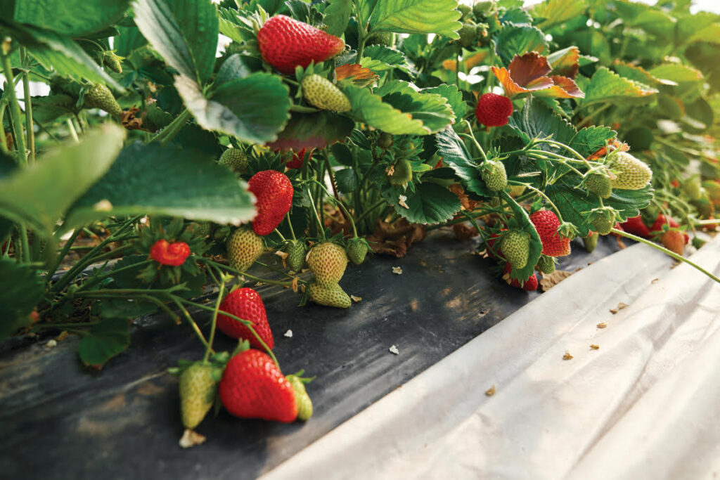 biofertilizantes fresas