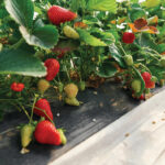 biofertilizantes fresas