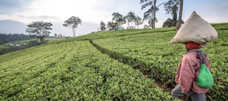 agricultura ecologica