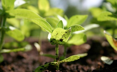 importancia agricultura ecologica