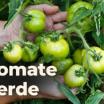 tomate verde