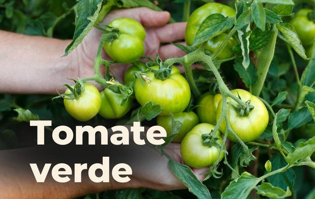 tomate verde