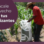 campo fertilizantes