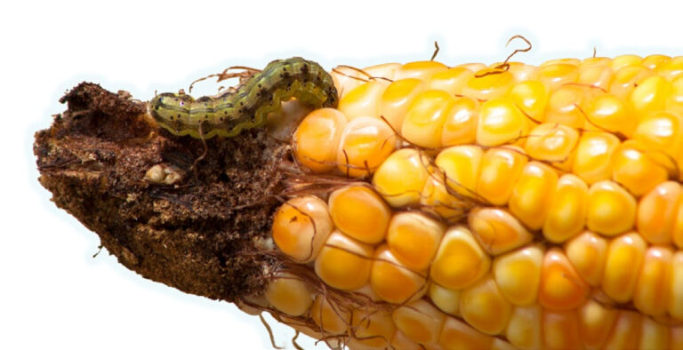 Control de insectos en granos almacenados - Revista Agrícola. TecnoAgro