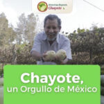 nota chayote