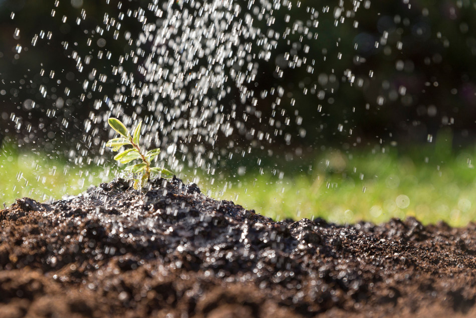 fertiliza citricos