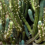 frutos de cactus