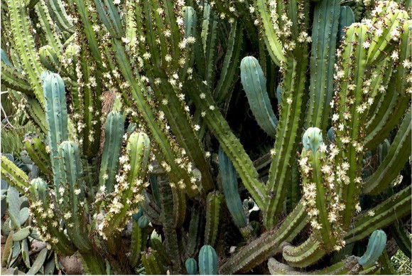 frutos de cactus