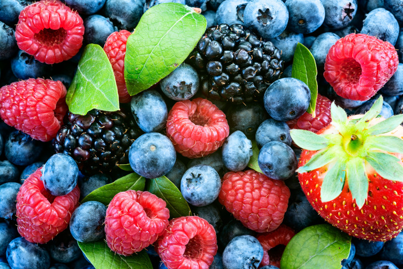 microorganismos berries