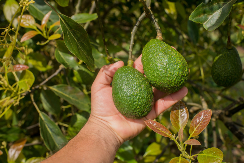 aguacate tecnologias