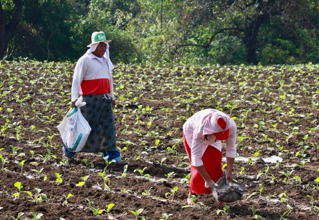 fertilizacion hortalizas