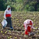 fertilizacion hortalizas